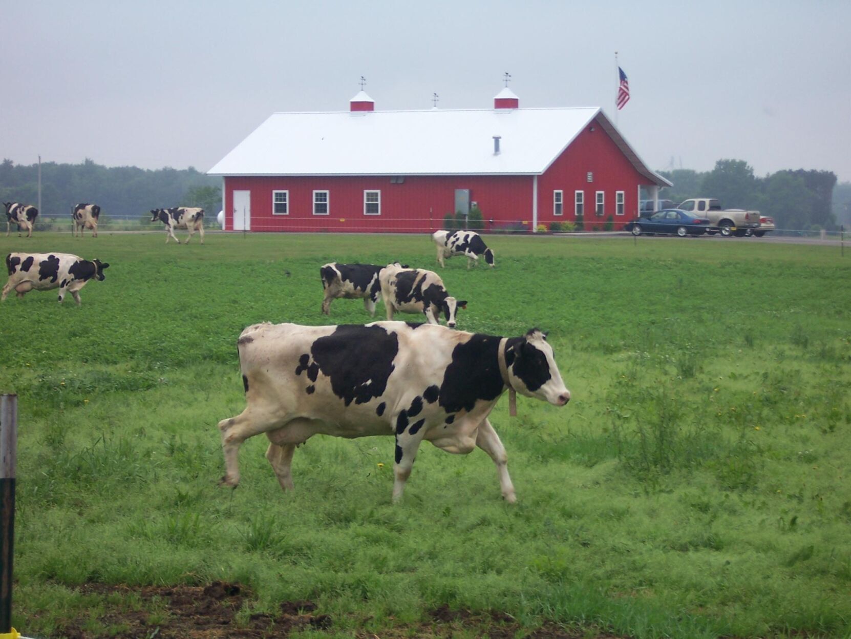 Cows in the field next to Yellowstone Cheese in Cadott
